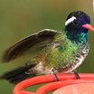 White-eared Hummingbird